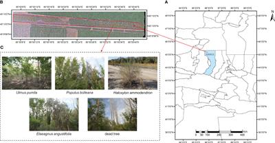 A tree species classification model based on improved YOLOv7 for shelterbelts